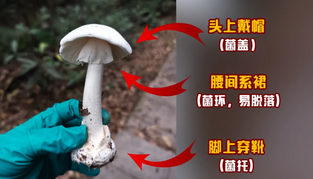 WPS图片(1.png